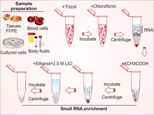 Graphical Abstract