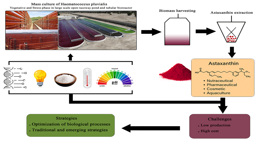 Graphical Abstract