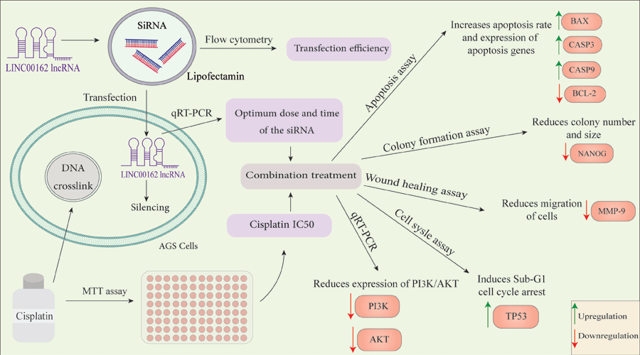 Graphical Abstract