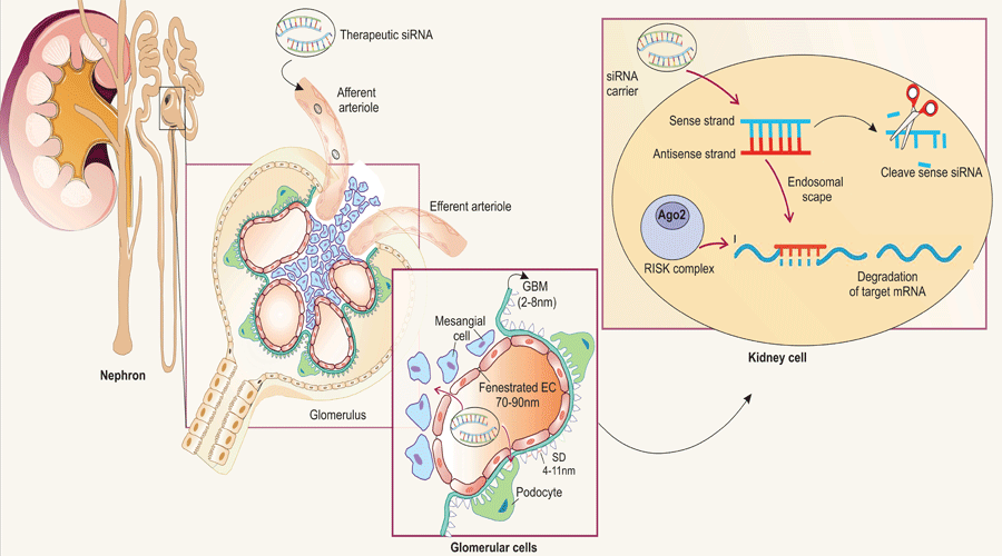 Graphical Abstract
