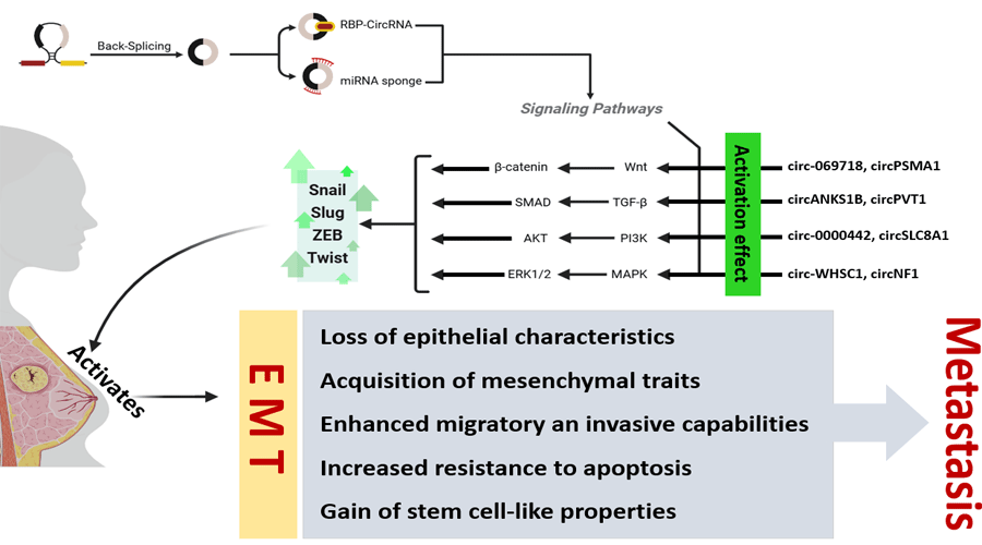 Graphical Abstract