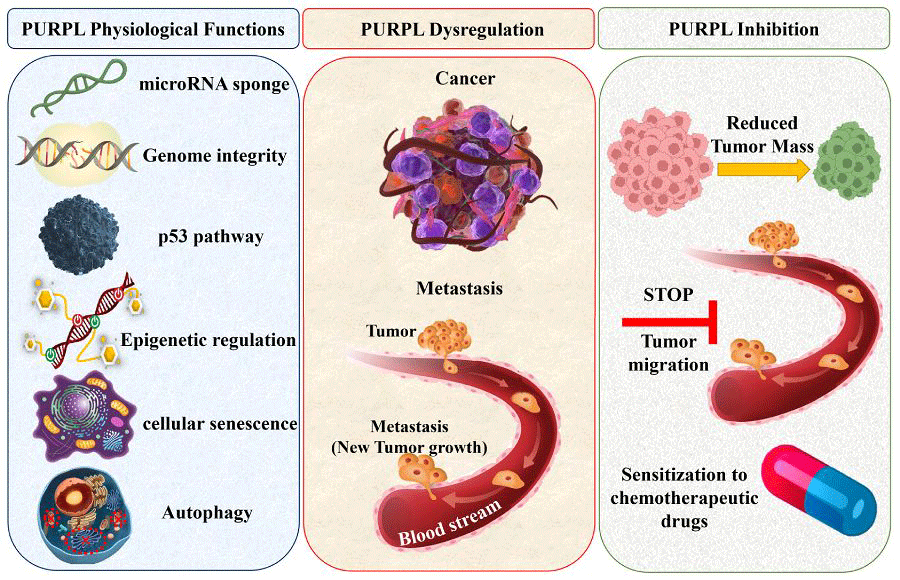Graphical Abstract
