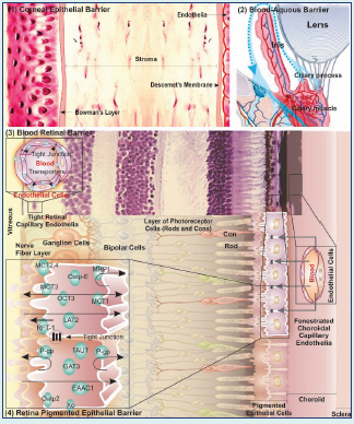 Graphical Abstract